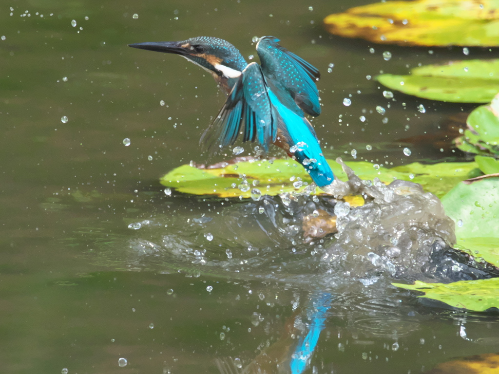 浮上 82-2（黒い若雄）