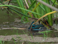 浮上 34-2（雛 只今修業中）