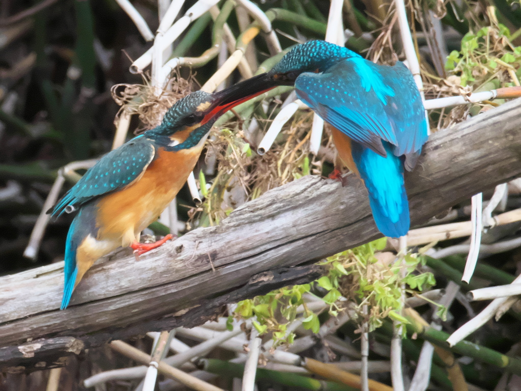 止り木 100-2（嫁候補と父親）