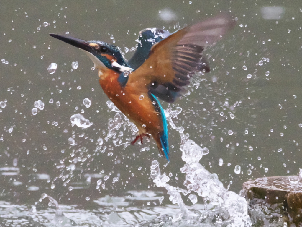 浮上 351-2（父親）