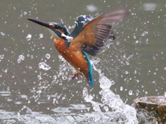 浮上 351-2(父親) 浮上 351-2(父親)