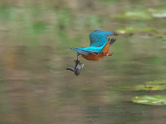 浮上 119-3（父親 ドジョウ獲れたけど）