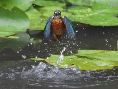 浮上 98-1（父親）