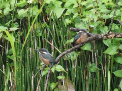 雛兄弟 1（お父ちゃん早く来ないかな〜）