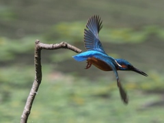 飛び出し 200419-1