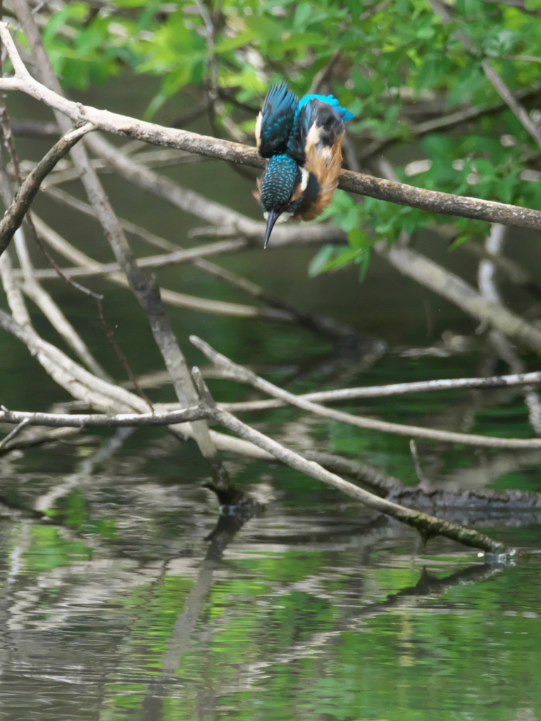 ダイブ 21（練習中）