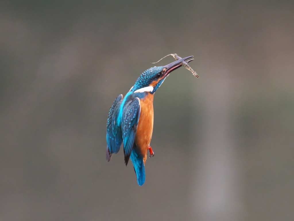 止り木へ 21-1（父親）