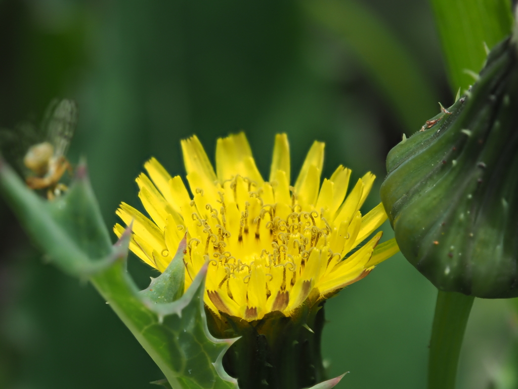 玄関から5mの世界（花）オニノゲシ？