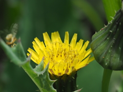 玄関から5mの世界（花）オニノゲシ？