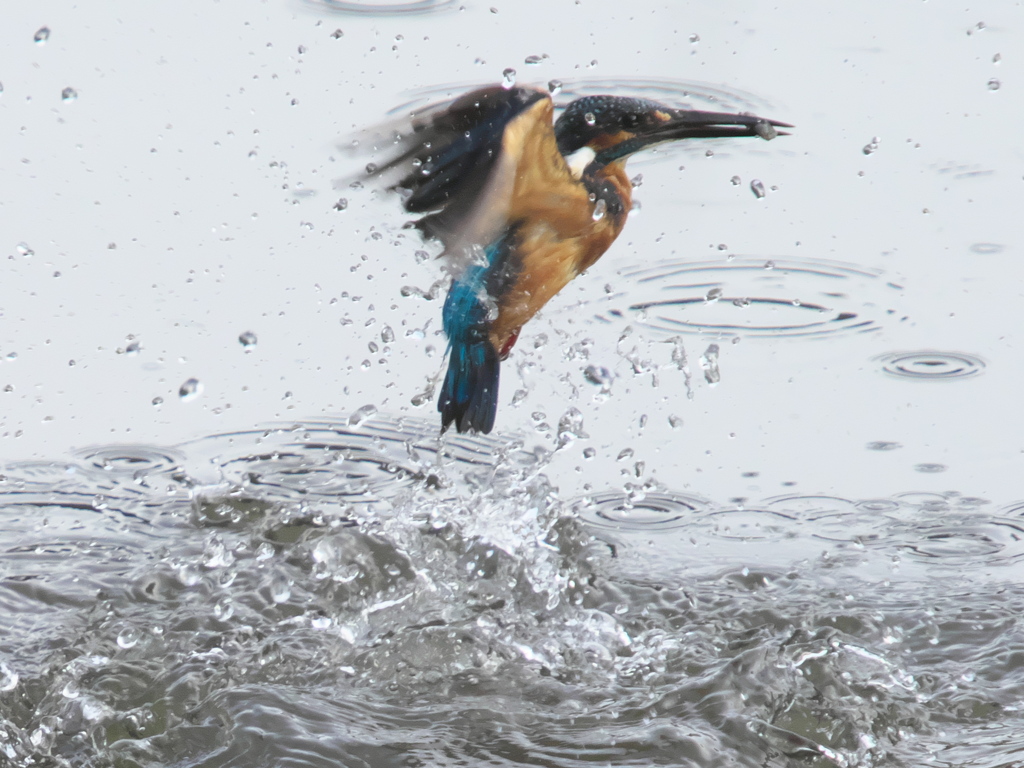 お魚獲れたよ 19-1（父親）