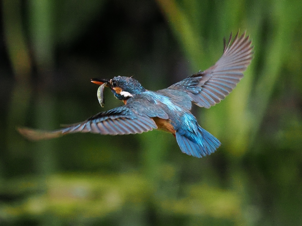 お魚獲れたよ 60-2