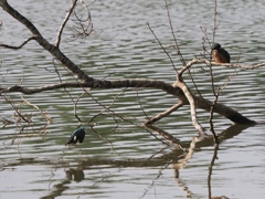 若兄弟に見守られてダイブ２
