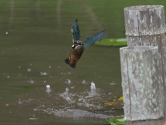 浮上 31-1（雛 小エビ獲れたよ）