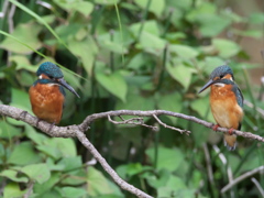 恋の駆引き 5（父親と嫁候補）