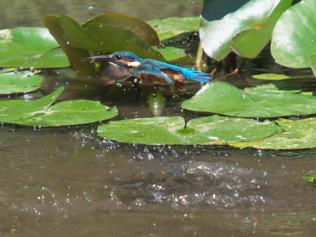 飛び込みシーケンス 12-7（父親）