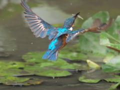 浮上 56-3（父親 エビ獲れたよ）