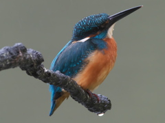 止り木 48（父親 滴 霧雨）