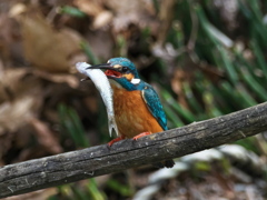 止り木 182-2（父親）