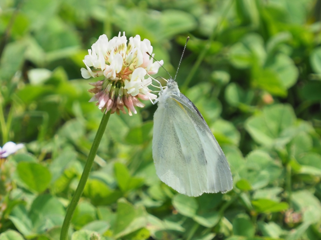 カワセミ待ちの虫撮り 3