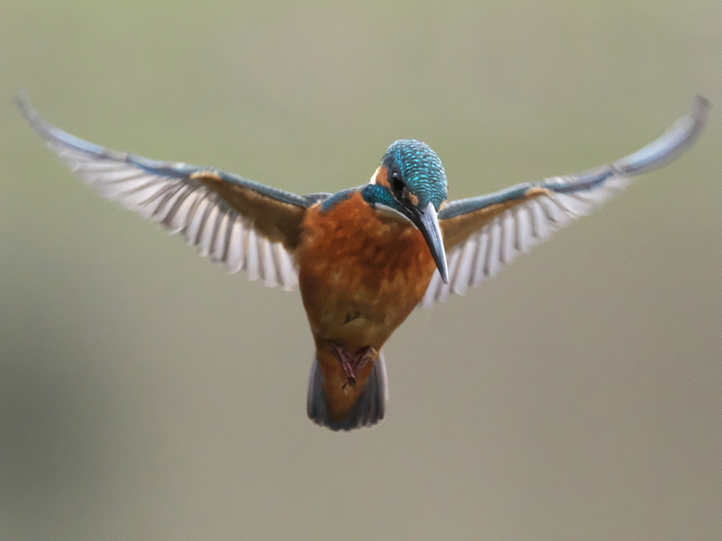 ホバ 36-1（父親）