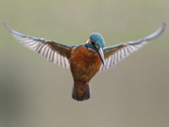 ホバ 36-1（父親）