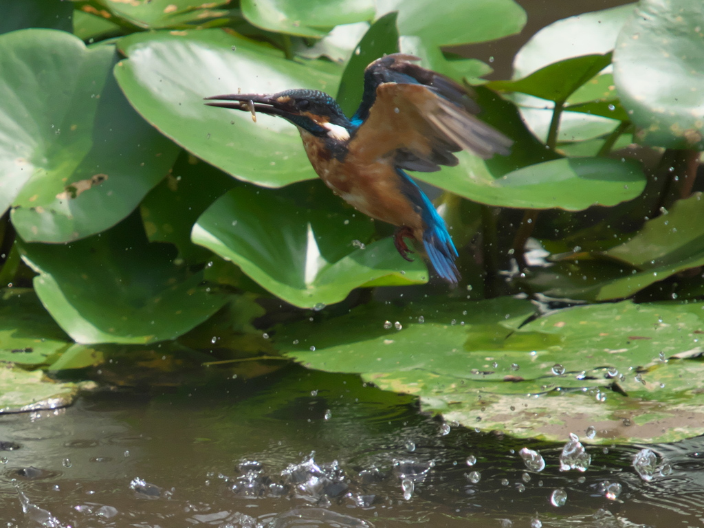 飛び込みシーケンス 11-5（父親）