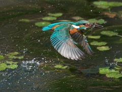 浮上 457-3（父親）