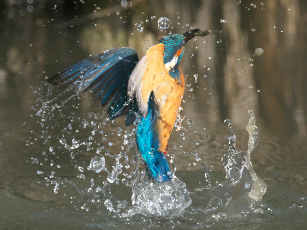 浮上 272（父親）