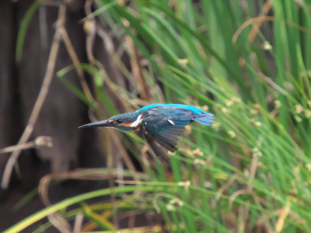 水平飛行 5-2（父親）
