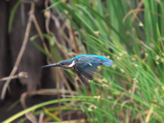 水平飛行 5-2（父親）