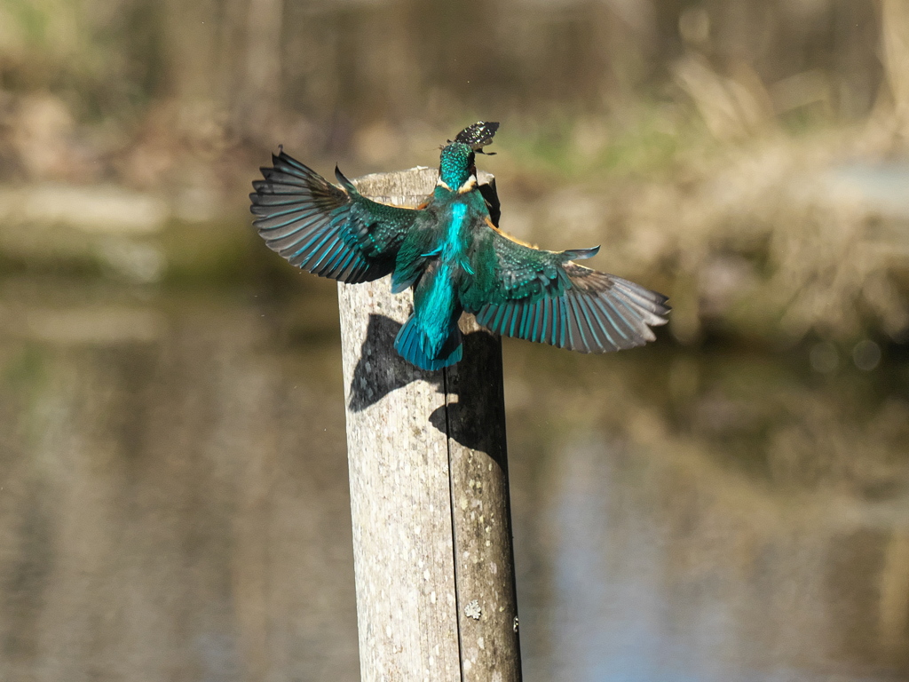 浮上 367-2（父親）