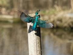 浮上 367-2（父親）