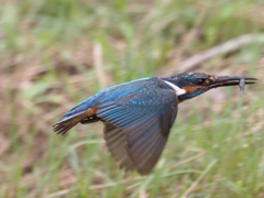 エビ獲れたよ 8-2