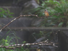 止り木（子 雨と蜘蛛の巣）