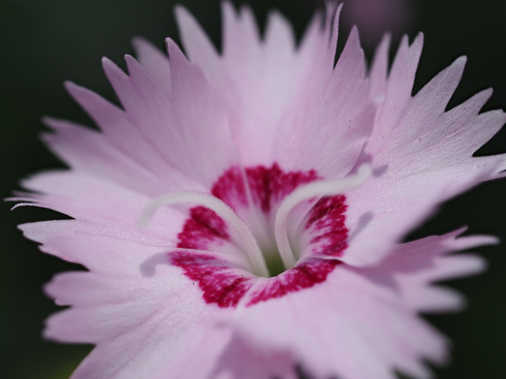 自宅から徒歩５分の世界（花）セキチク？