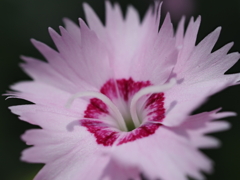 自宅から徒歩５分の世界（花）セキチク？