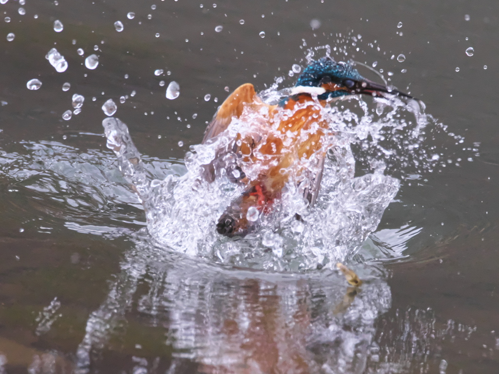 浮上 446-1（父親）