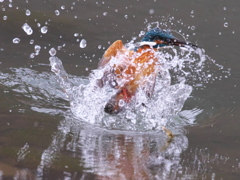 浮上 446-1（父親）