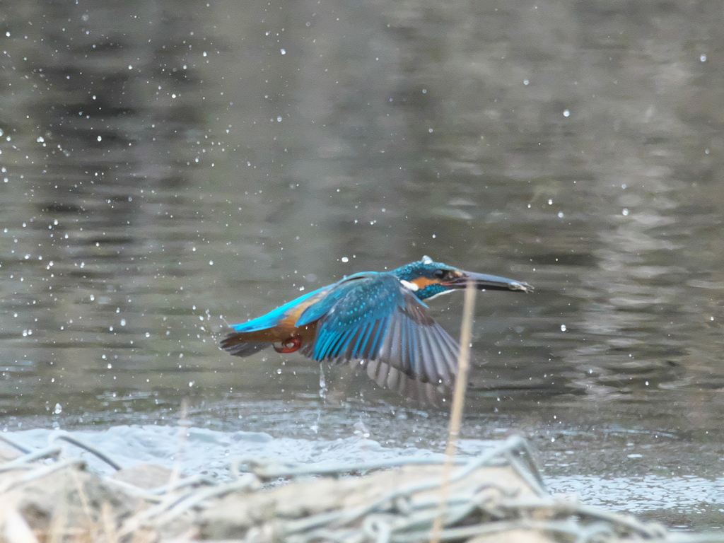 浮上 443（父親）