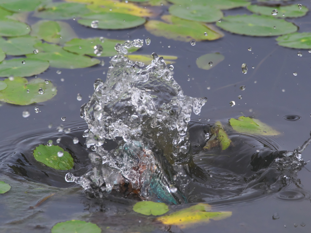 飛び込みシーケンス 23-2（父親 直近）