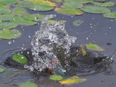 飛び込みシーケンス 23-2（父親 直近）