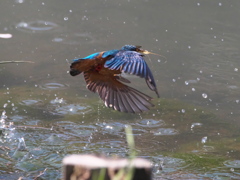 浮上 479（父親）