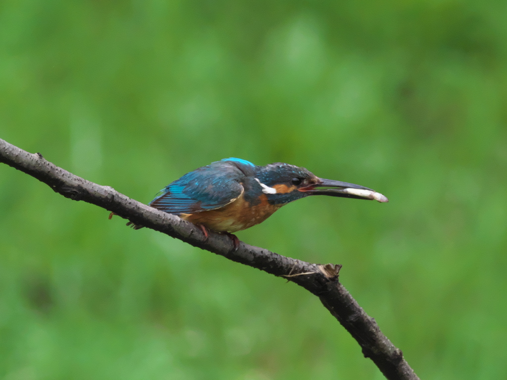 お持ち帰り 15-1