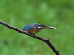 お持ち帰り 15-1