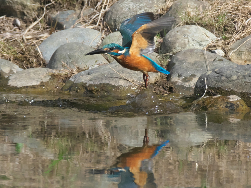 浮上 151-2（父親）