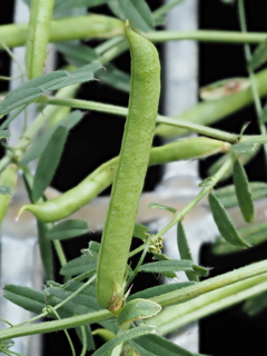玄関から5mの世界（花）カラスノエンドウの房
