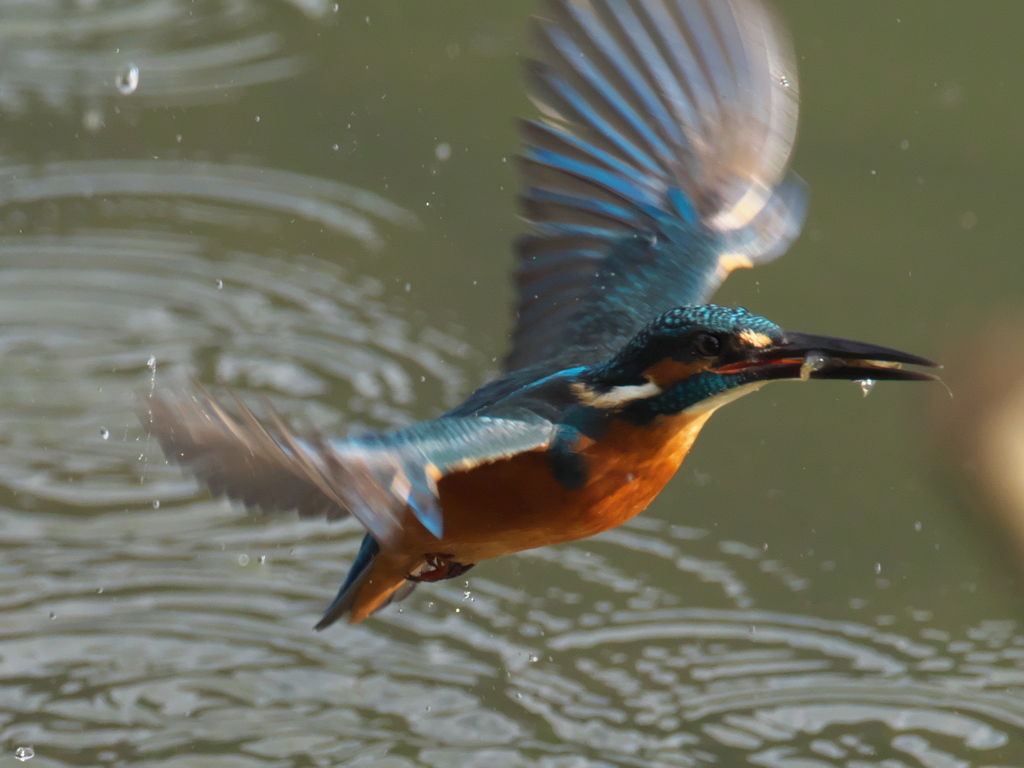 浮上 127-2（父親）