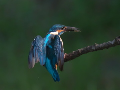 エビ獲れたよ 36