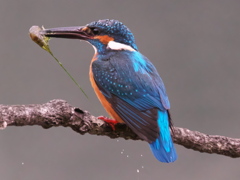 止り木 173（父親）