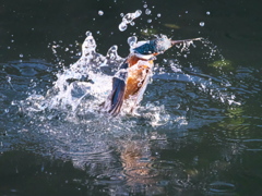 浮上 437-1（父親）